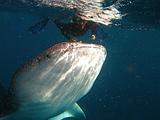 Djibouti - Whale Shark in the Gulf of Aden - 09